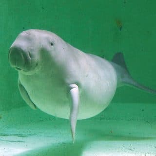 鳥羽水族館