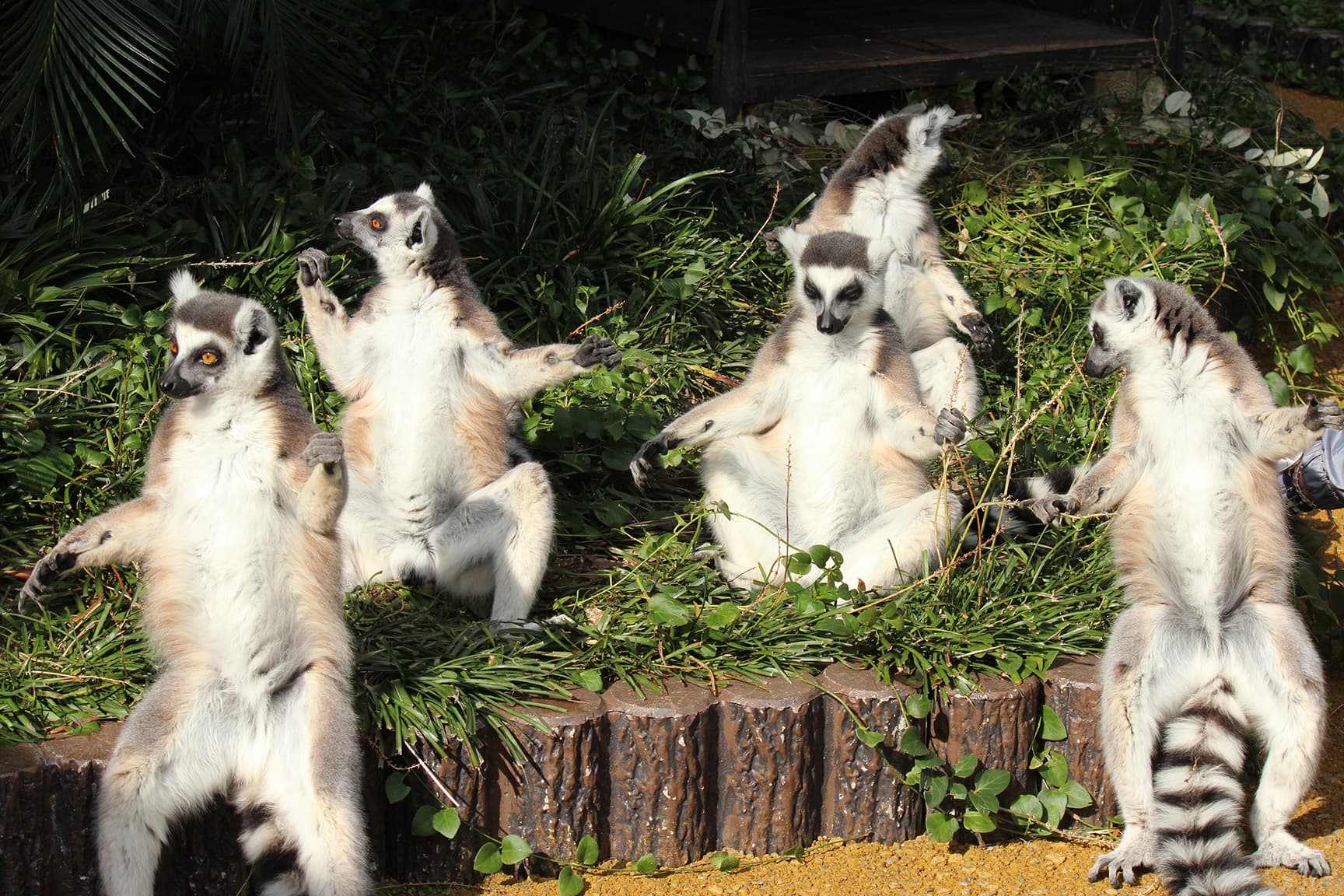 到津の森公園