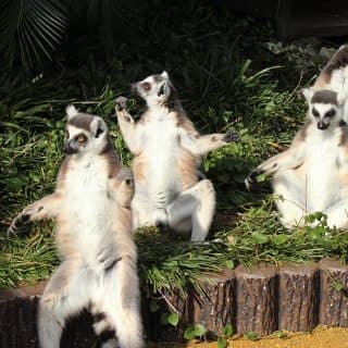 到津の森公園