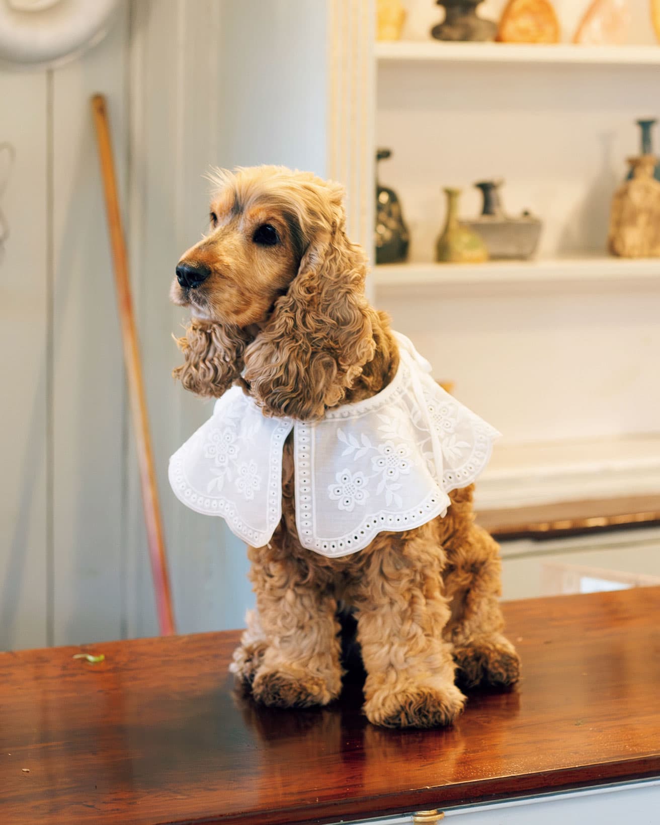 独特の鳴き声で、ユリウスさんとおしゃべりするのが特技だそう。ヴィゴは友人の親戚の名前から命名。