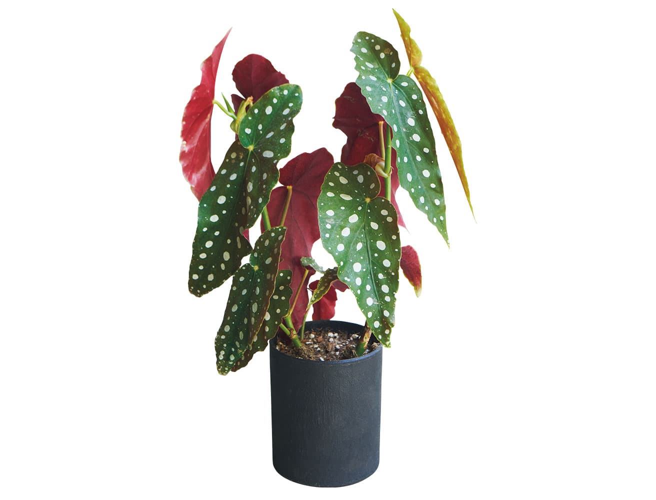 植物は〈edenworks〉セレクト。珍しい種類にも出会える。