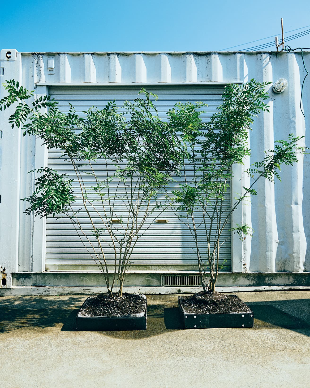 ユニット内に植え込まれた状態。