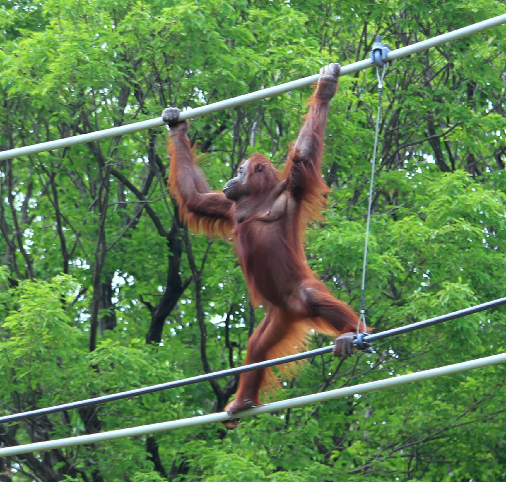 多摩動物公園