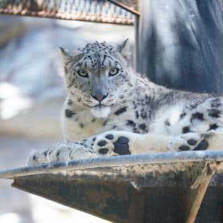 秋田市大森山動物園~あきぎんオモリンの森~