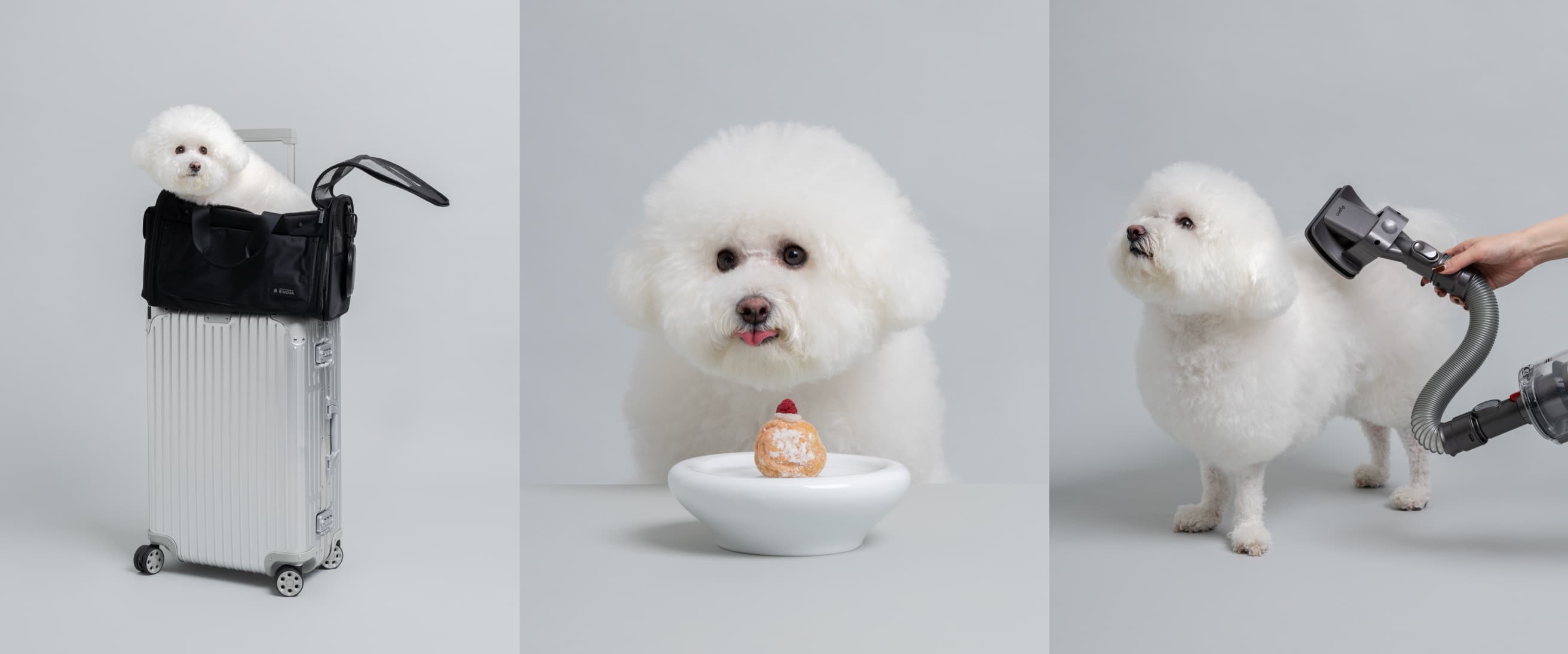 ビションフリーゼが犬グッズを楽しんでいる姿