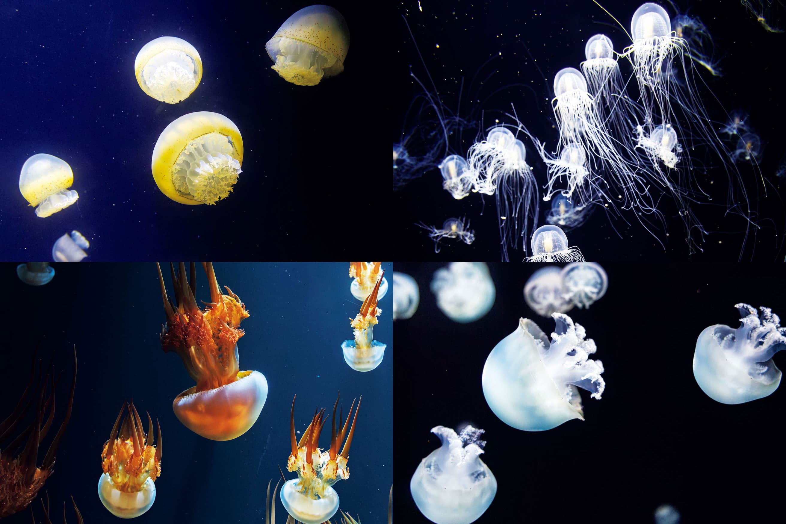 クラゲ世界一の水族館、〈東北エプソンアクアリウムかもすい〉がリニューアル。【最新号ちょい見せ】