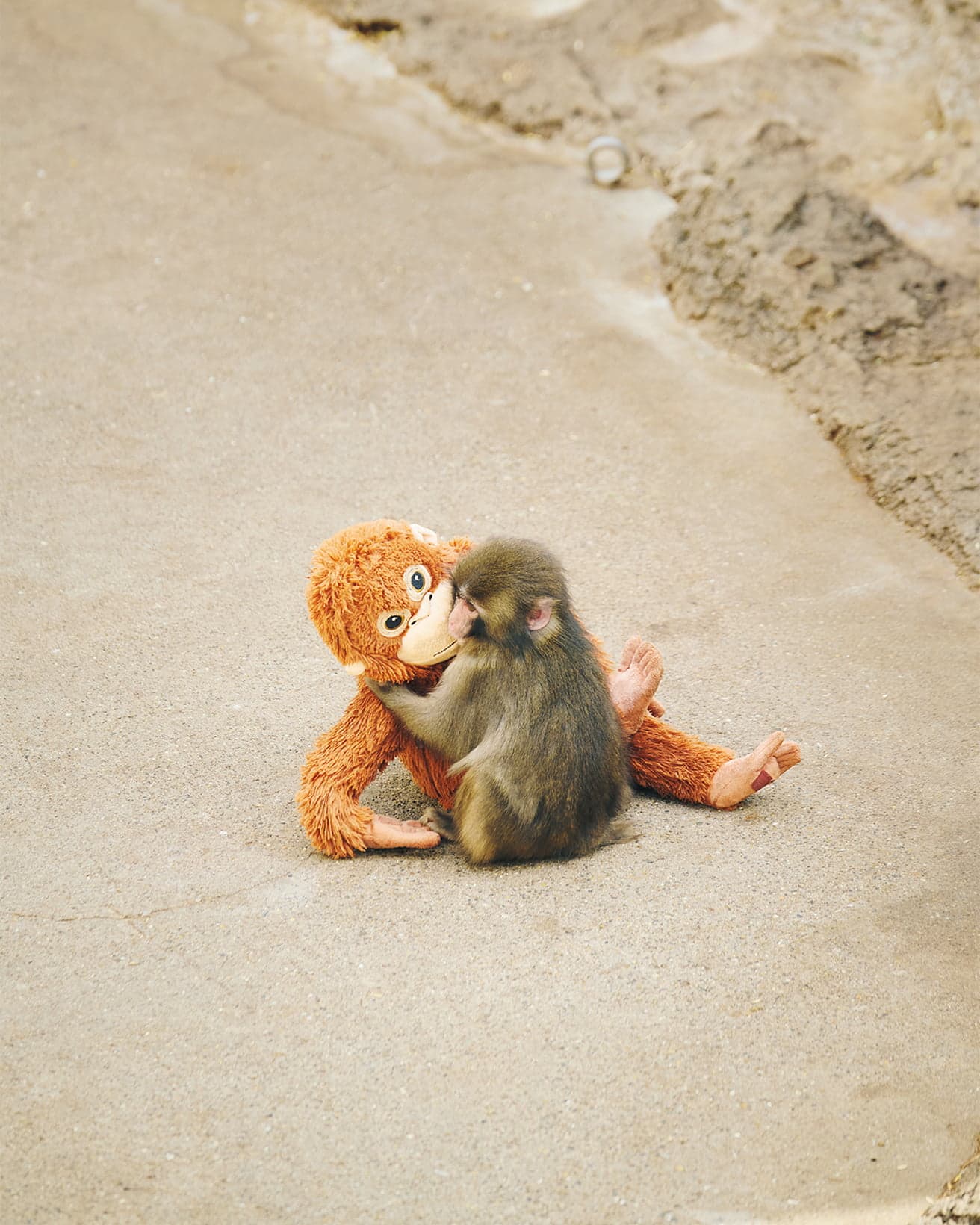 〈市川市動植物園〉にてオランウータンのぬいぐるみを抱く、群入り当初のパンチくん。